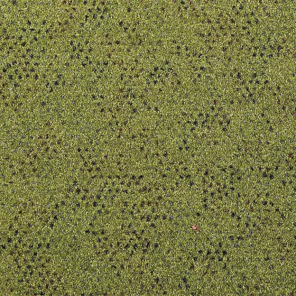 Girloon Caprice 440 – Draufsicht auf Girloon Caprice 440, zeigt eine gleichmäßige, samtige Oberfläche in elegantem Farbton.